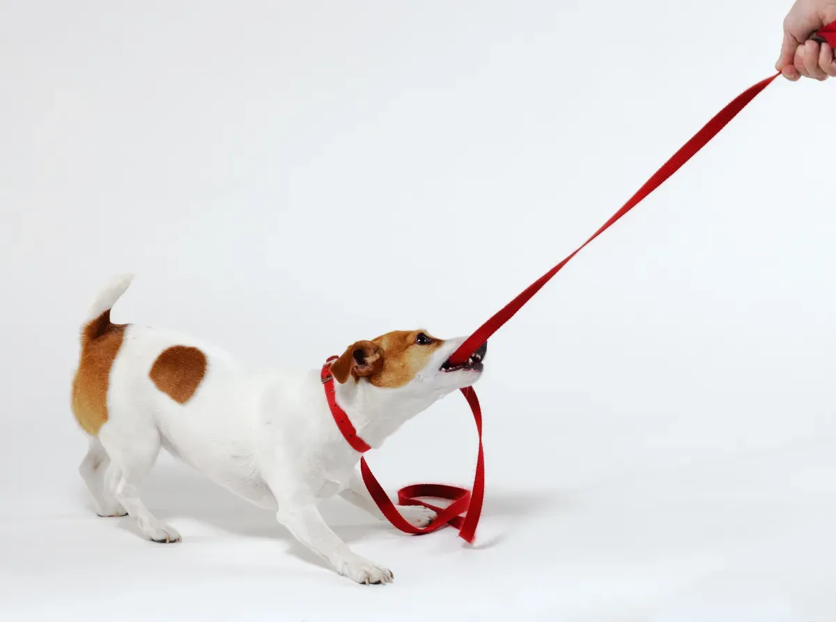 Cão Cão
