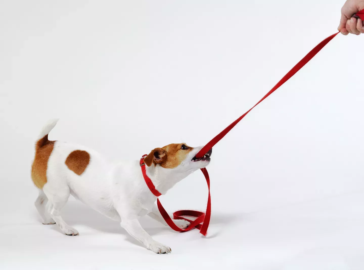 cachorro puxando na coleira