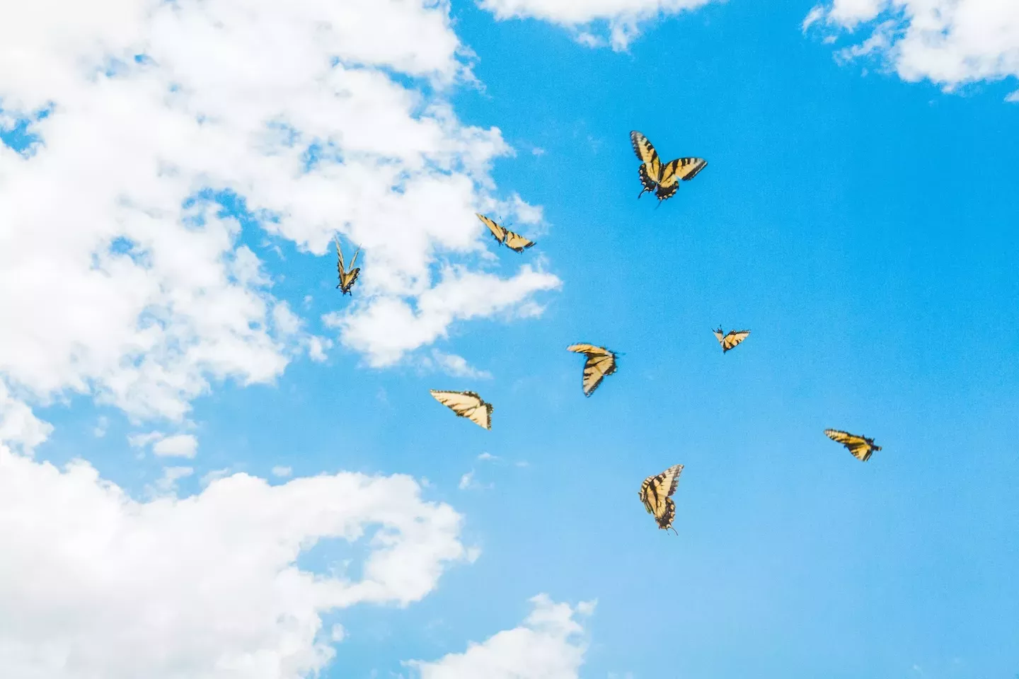 Butterflies in the sky